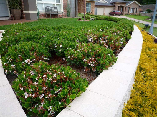 Indian Hawthorn - Live Plants - Rhaphiolepis Indica Alba - Flowering Evergreen Shrub