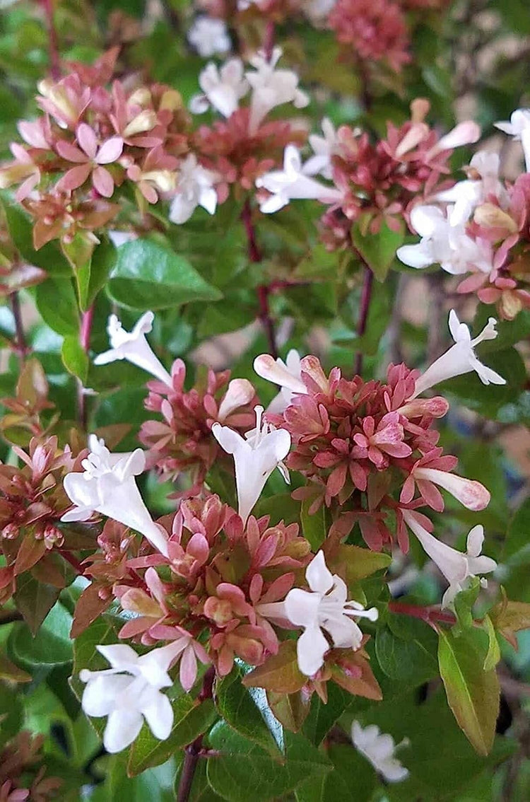 Abelia Chinensis Rose Creek | Large Gallon Size Plants | Flowering Butterfly Attracting Ornamental Shrub