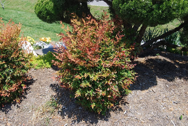 Nandina Gulf Stream Heavenly Bamboo | Live Plants | Compact Colorful Ornamental Shrub