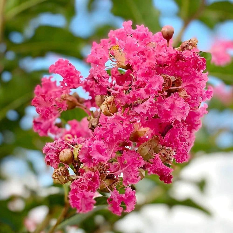 Crape Myrtle Tuscarora | Live Plants | Lagerstroemia Indica | Vibrant Red Flowers | Fast-Growing Ornamental Shrub | Drought-Tolerant | Garden Beauty