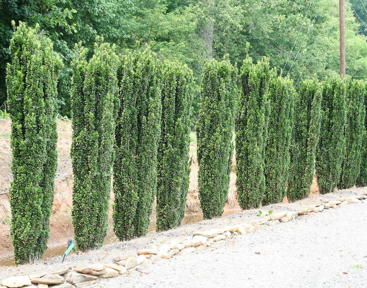 Sky Pencil Holly | Extra Large 3 Gallon Plants | Ilex crenata 'Sky Pencil' | Unique Vertical Garden Accent | Ideal for Tight Spaces