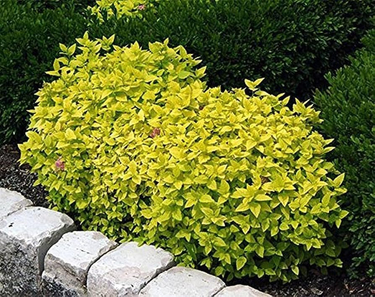 Gold Mound Duranta I Live Plants I Duranta Erecta Repens I Vibrant Yellow-Green Foliage for Stunning Landscape Contrast, Perfect for Borders, Accents, & Container Gardening