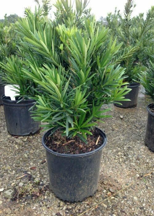 Podocarpus Pringles | Extra Large 3 Gallon Plants | Podocarpus Macrophyllus 'Pringles' | Ideal for Hedges | Low Maintenance Shrub (1 Plant)