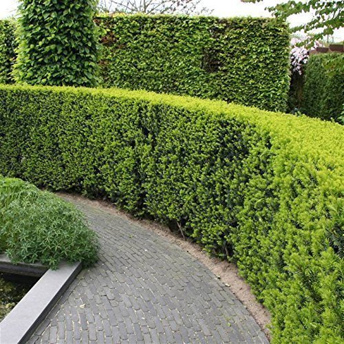 Elegant Podocarpus Macrophyllus Japanese Yew | Live 2" Plants | Versatile Evergreen Shrub | Ideal for Hedges | Low Maintenance