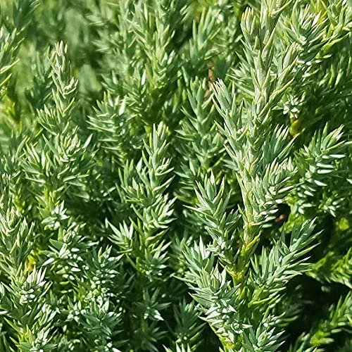 Spiny Greek Juniper | Live Gallon Size Tree | Juniperus Chinensis | Drought Tolerant Cold Hardy Evergreen Screening Plant