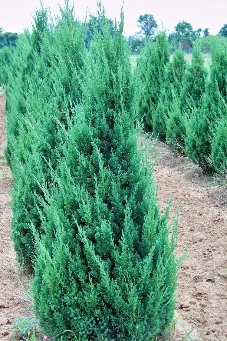 Blue Point Juniper | Size #1 Tree | Juniperus Chinensis | Drought Tolerant Low Maintenance Evergreen Plants