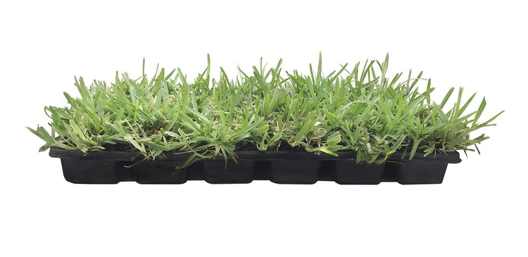 St. Augustine 'Floratam' Inch Sod Plugs - Drought, Salt and Shade Tolerant Turf Grass