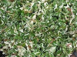 Jasmine Asiatic Variegated Plants | Live Inch Pots | Trachelospermum Asiaticum 'Variegata' | Fragrant Ground Cover | Evergreen Vine