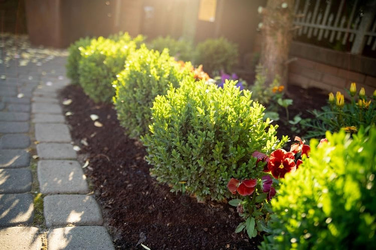 Sunbright Boxwood | Live Plants | Luminous Golden-Yellow Foliage, Perfect for Borders & Landscaping, Year-Round Color & Drought Tolerant, Live Shrub Plant