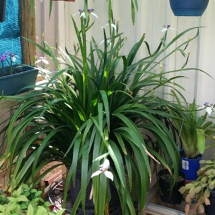 Walking Iris Apostle Plant | Extra Large Gallon Plants | Neomarica gracilis | Tropical Foliage | Easy Care Perennial