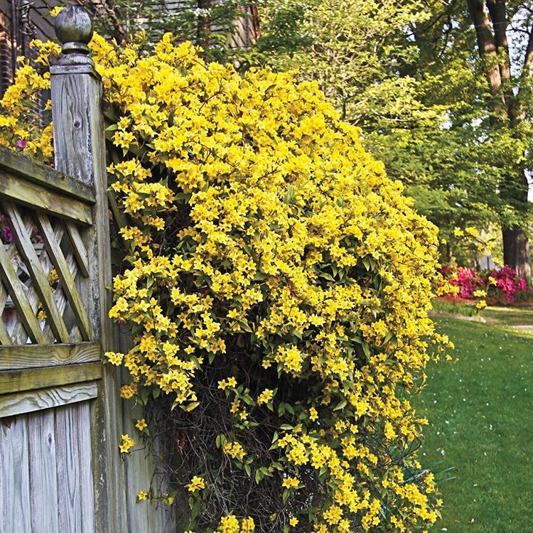 Carolina Jasmine | Large Gallon Size Plants | Gelsemium Sempervirens Jessamine | Fragrant Blooming Vine Foliage