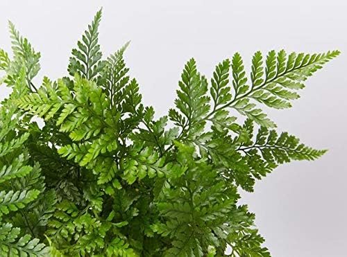 Plants Live Houseplants - White Paw Fern - 10 Live Plants - Humata Tyermanii - Indoor and Outdoor Patio Front Porch Plant Decor