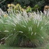 White Fountain Grass | Extra Large Gallon Plants | Pennisetum alopecuroides | Elegant Outdoor Decor | Lush Foliage Accent