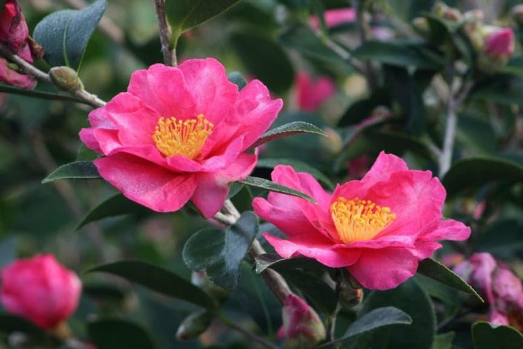 Camellia Sasanqua Kaniiro I Extra Large Gallon Plants | Pink Flowering Vibrant Blooming Shrub, Live Plant for Garden, Landscape & Home Decor, Hardy Evergreen Ornamental Flowering Bush