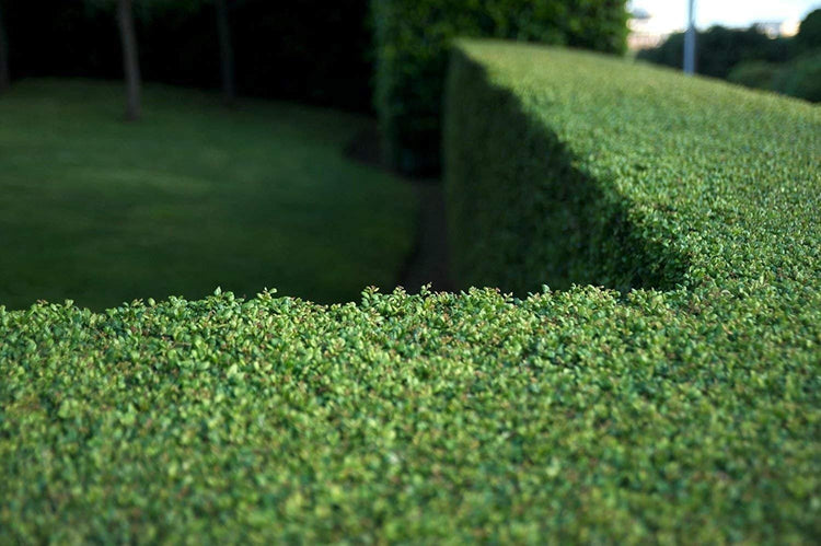 Dwarf Yaupon Holly | Ilex Schilling Stokes Vomitoria | Live Plants | Drought Tolerant Low Maintenance Evergreen Hedge