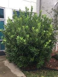 Anise Forest Green | Extra Large Gallon Plants | Illicium parviflorum | Fragrant Foliage | Shade Tolerant