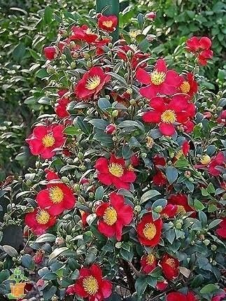 Camellia Sasanqua Yuletide I Extra Large Gallon Plants I Red Flowering Bright Red Winter Blooms, Live Plant for Indoor & Outdoor Gardens