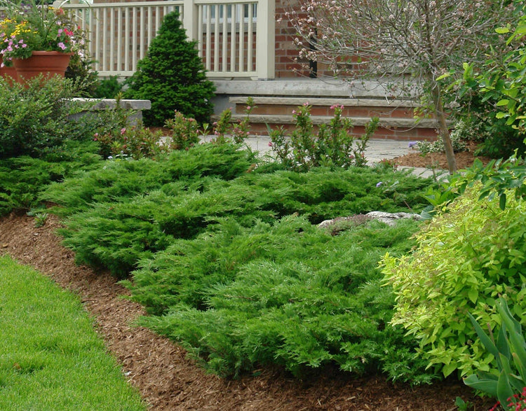 Juniper Calgary Carpet | Live Inch Pots | Juniperus Sabina Monna | Drought Tolerant Cold Hardy Evergreen Groundcover Plants