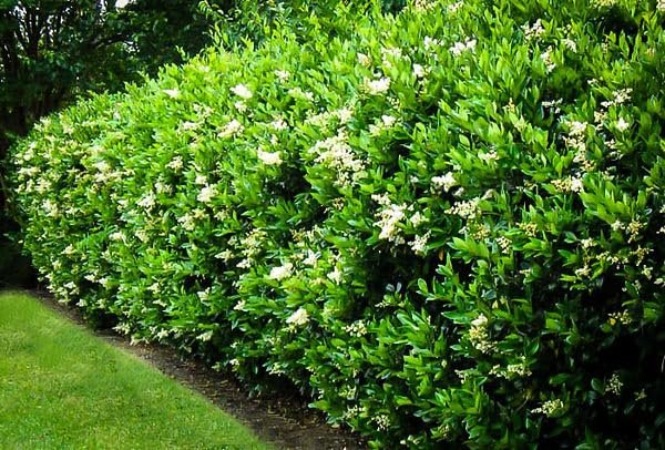 Ligustrum Lucidum Waxleaf | Extra Large Gallon Plant | Lustrous Garden Shrub | Ideal for Privacy & Hedges | Durable Outdoor Greenery