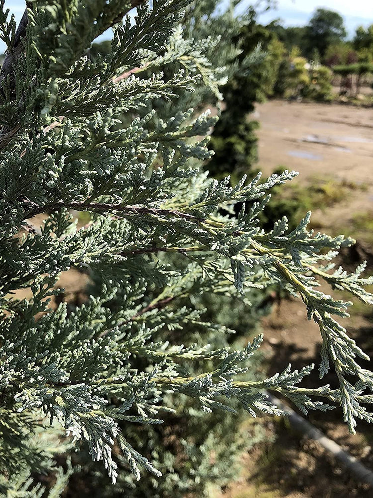 Moonglow Juniper | Live Gallon Size Trees | Juniperus Scopulorum | Drought Tolerant Evergreen Privacy Screening Plants