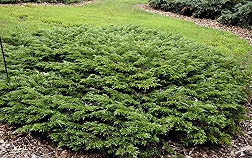 Juniper Monna Sierra Spreader | Live Inch Pots | Juniperus Chinensis | Drought Tolerant Cold Hardy Evergreen Groundcover Plants