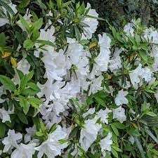 Azalea GG Gerbing | Extra Large Gallon Plants | Lush & Radiant White Blooms, Premium Quality, Hardy & Versatile, Ideal for Indoor/Outdoor Planting & Decor