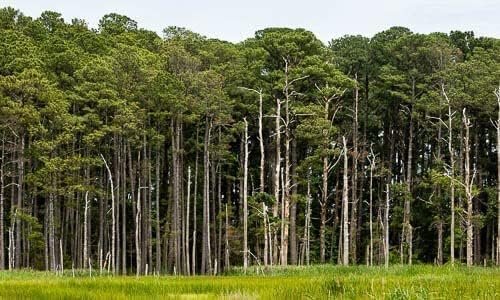 Loblolly Pine Tree Plants | Live Seedlings | Pinus Taeda | Fast-Growing Evergreen for Landscaping | Ideal Plants for Large Spaces