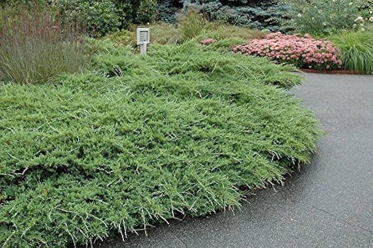 Seaspray Juniper | Extra Large Gallon Plant | Elegant & Hardy Evergreen Shrub, Ideal for Ground Cover, Landscaping, Topiaries & Bonsai, Vibrant, Low-Maintenance & Drought-Resistant