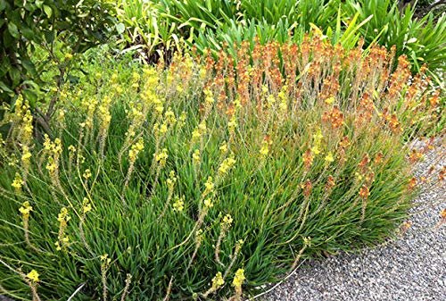 Bulbine Frutescens Hallmark Orange - Live Plants - Butterfly Attracting Flowering Groundcover