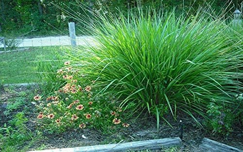 Dwarf Fakahatchee Grass I Large Gallon Size Plants I Tripsacum Floridanum I Live Premium Quality, Low-Maintenance Ornamental Grass for Landscaping, Gardens, and Containers - Fast-Growing