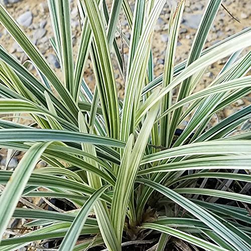 Aztec Grass - Live Quart Size Plants - Variegated Liriope - Ophiopogon Intermedius Argenteomarginatus