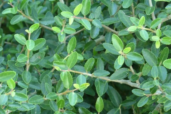 Dwarf Yaupon Schilling Holly | Extra Large 3 Gallon Plants | Ilex vomitoria 'Schillings' | Vibrant Evergreen Shrub | Perfect for Landscaping