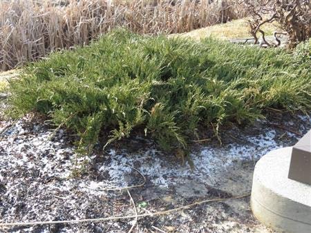 Green Sargent Juniper - Live Plants - Juniperus Chinensis - Drought Tolerant Cold Hardy Evergreen Ground Cover