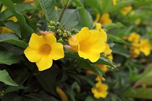 Allamanda Bush | Extra Large 3 Gallon Plants | Allamanda Cathartica | Vibrant Yellow Flowers | Tropical Landscape Accent