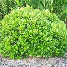 Green Carissa Holly Ilex | Extra Large Gallon Plant | Ilex cornuta 'Carissa' | Hardy Evergreen Shrub | Fast-Growing Garden Accent