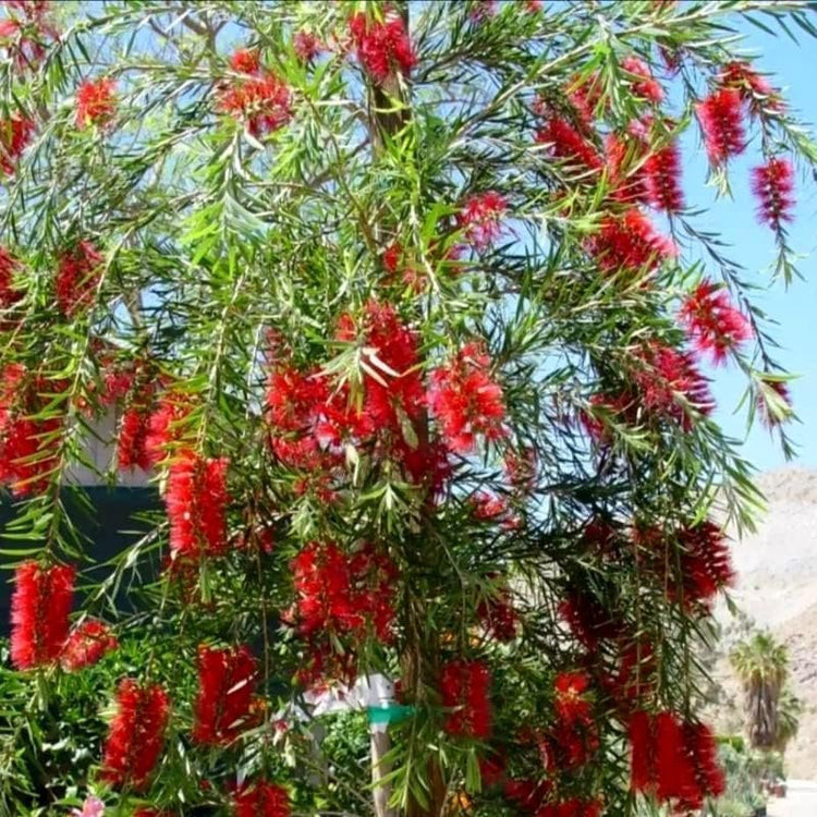 Bottlebrush Red Cluster Tree I Live Plants I Callistemon Citrinus Red Cluster I Vibrant Red Blooms, Fast-Growing, Drought-Tolerant Outdoor Plant, Ideal for Gardens (10 Plants)