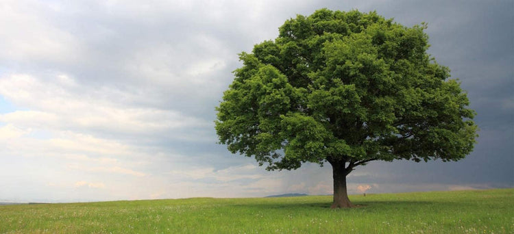 Laurel Oak Tree | Quercus Laurifolia Swamp Oak | Live Plants | Semi-Evergreen Deciduous Shade Tree