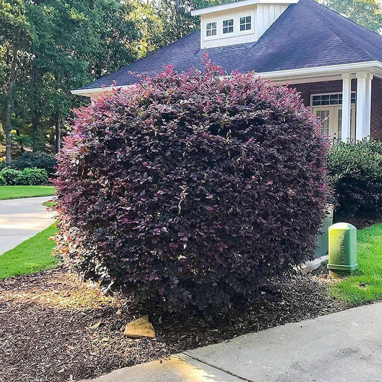 Loropetalum Carolina Midnight | Live Quart Size Plants | Chinensis Rubrum | Colorful Blooming Hedge Shrub Tree