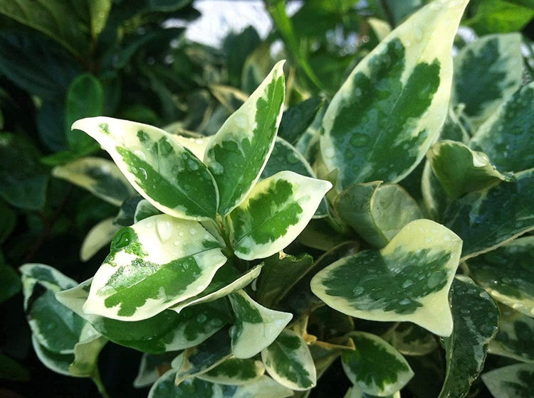 Ligustrum Japonicum Jack Frost Privet - Live Quart Size Plants - Variegated Evergreen Formal Hedge