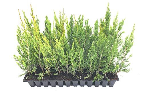 Spartan Juniper - Live Trees - Juniperus Chinensis