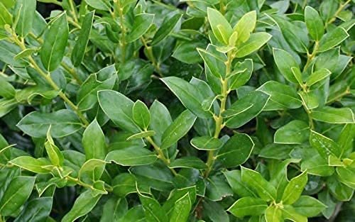 Needlepoint Chinese Holly - Ilex Cornuta - Live Quart Size Plants - Low Maintenance Screening Evergreen Hedge