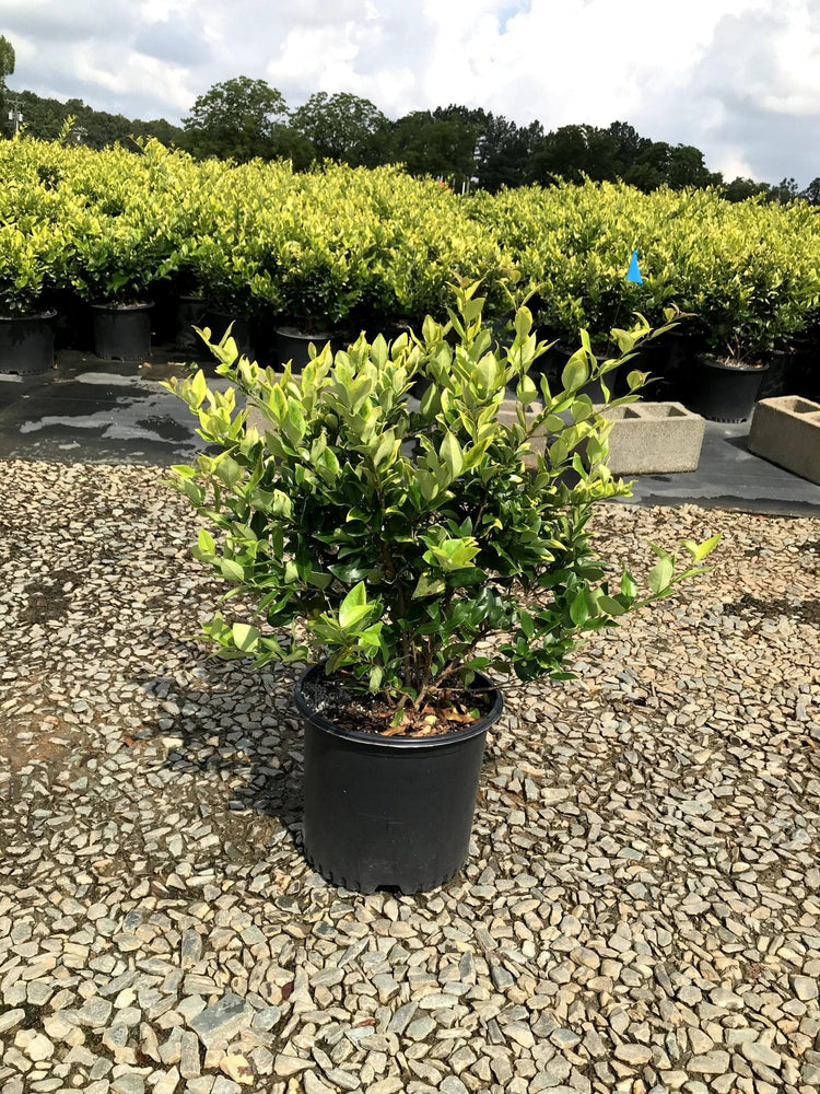 Ligustrum Howardi | Large Gallon Size Plants | Ligustrum Lucidum 'Howardii' | Lush Evergreen Shrub | Perfect for Landscaping & Privacy Screens