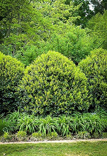 Needlepoint Chinese Holly - Ilex Cornuta - Live Quart Size Plants - Low Maintenance Screening Evergreen Hedge