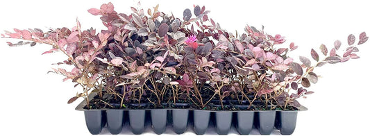 Loropetalum Carolina Midnight | Live Plants | Chinensis Rubrum | Evergreen Shrub Blooming Hedge