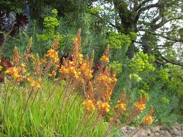 Bulbine Hallmark Orange | Live Gallon Size Plants | Vibrant Orange Blossom Succulent, Live Plant, Easy-Care Perennial for Sunny Gardens, Drought-Tolerant Ground Cover