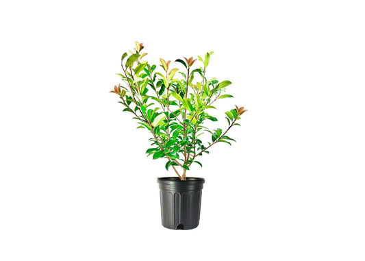 Photinia Red Tip | Extra Large Gallon Plants | Photinia x Fraseri | Evergreen Landscape Hedge Shrub