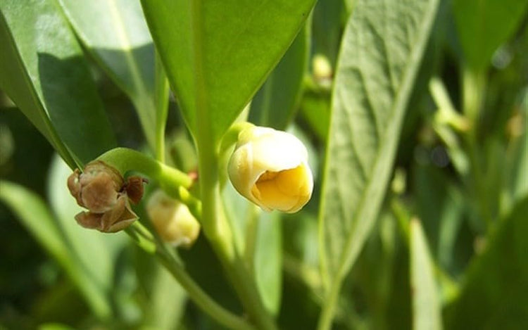 Anise Forest Green | Extra Large Gallon Plants | Illicium parviflorum | Fragrant Foliage | Shade Tolerant