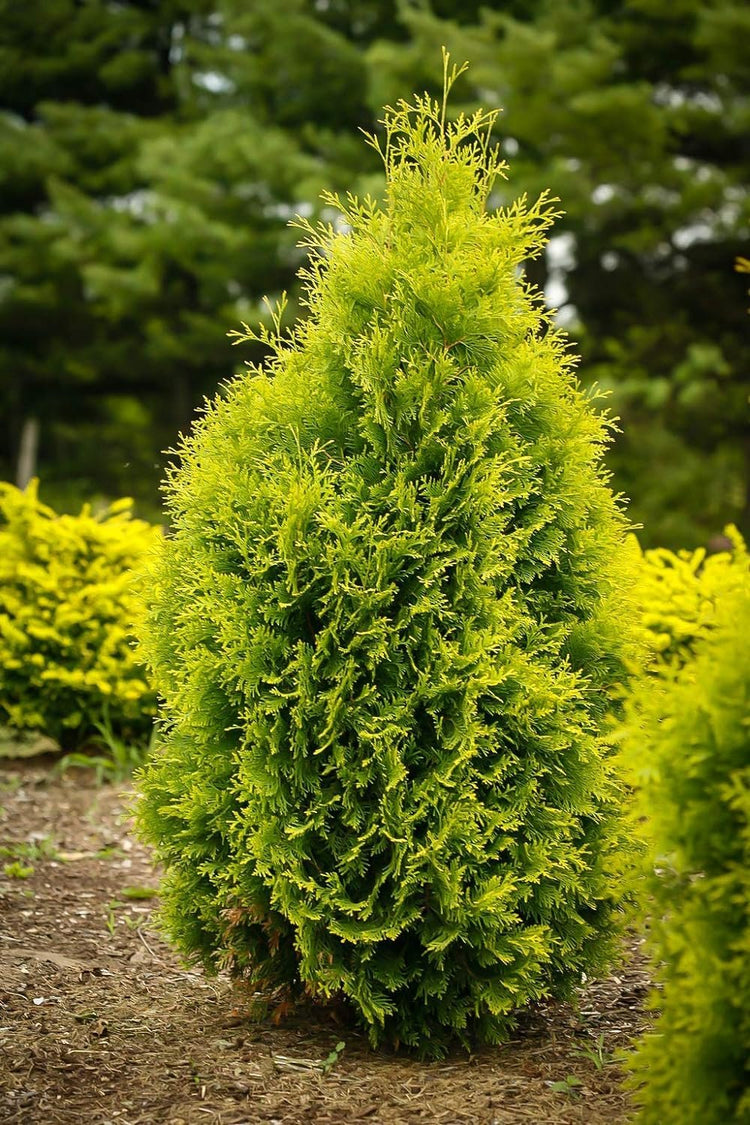 Arborvitae Berkman's Gold | Live Plants | Thuja Occidentalis | Perfect for Landscaping | Radiant & Hardy