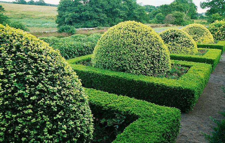 Japanese Boxwood | Live Inch Pots | Buxus Microphylla | Formal Evergreen Low Maintenance Hedge