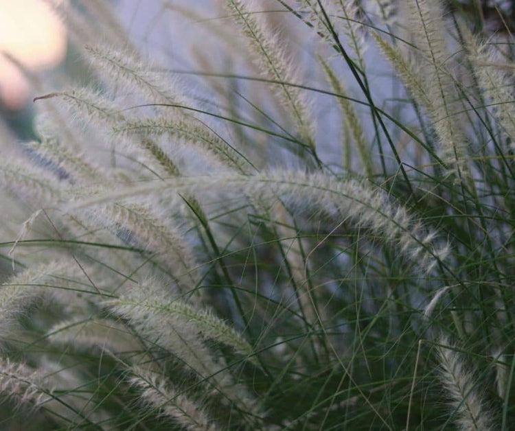 White Fountain Grass | Large Gallon Size Plants | Pennisetum Alopecuroides | Low Maintenance Blooming Ornamental Grass